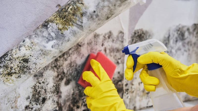 Basement Mold Remediation in Dallas, TX