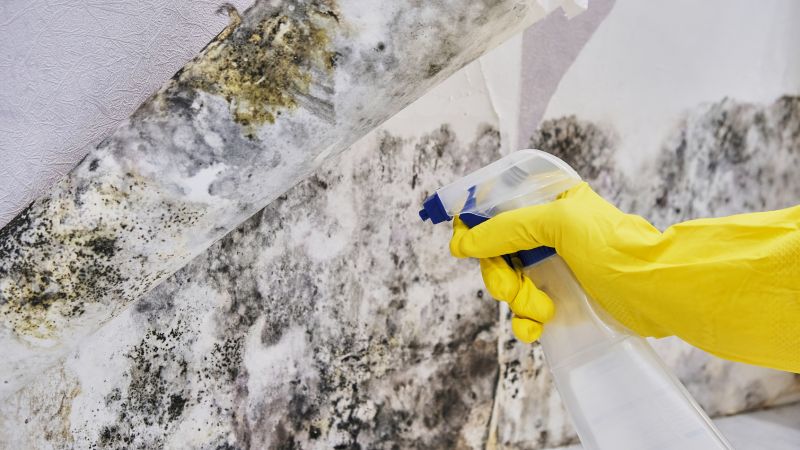 Black Mold Removal in Weatherford, TX