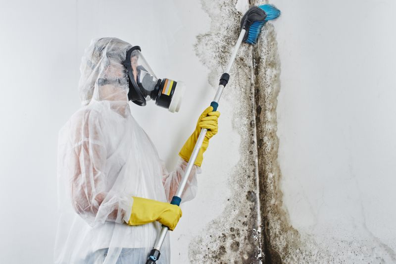 Mold Remediation Service in Frisco, TX
