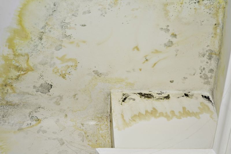 Mold Removal in Dallas, TX