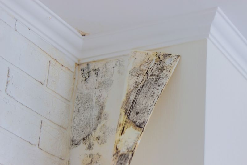 Mold Treatment Service in Dallas, TX
